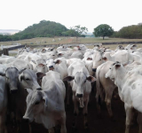 Pesagem Inicial Pgp Nelore Goiás