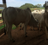 Vacinações Dos Bezerros Da Prova De Ganho De Peso Goiás