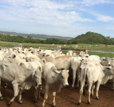 Vacinações Dos Bezerros Da Prova De Ganho De Peso Goiás
