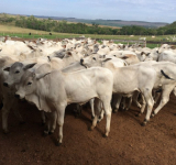Vacinações Dos Bezerros Da Prova De Ganho De Peso Goiás