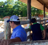 2ª Pesagem Intermediária Dos Animais