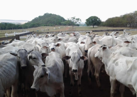 Pesagem Inicial PGP Nelore Goiás