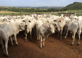 Vacinações dos bezerros da prova de ganho de peso goiás