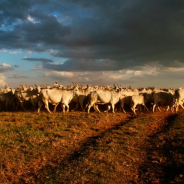ARTIGO: Recuperações judiciais: o agro está em crise?